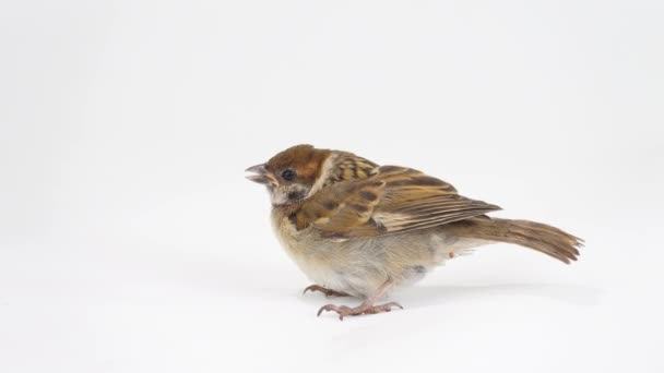 Kleiner Spatz Isoliert Auf Weißem Hintergrund — Stockvideo