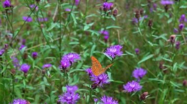 Kelebek Argynnis paphia, bir Centaurea siyanüsü üzerinde nektar toplar ve yavaş çekimde uçar gider.