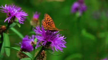 Kelebek Argynnis paphia bir Centaurea siyanus çiçeğinin nektarını toplar. yavaş çekim