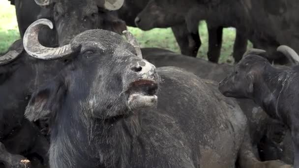 Buvolí Portrét Pomalém Pohybu Mouchy Krouží Kolem Buvola Farmě — Stock video