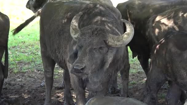 Buvolí Portrét Pomalém Pohybu Mouchy Krouží Kolem Buvola Farmě — Stock video