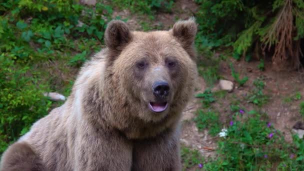Velký Portrét Medvěda Sledujícího Svou Kořist Zpomalený Pohyb — Stock video