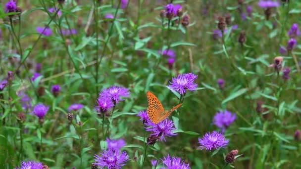 Butterfly Argynnis Paphia Verzamelt Nectar Een Centaurea Cyanusbloem Vliegt Weg — Stockvideo