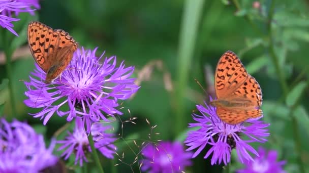 蝴蝶Argynnis Paphia在半人参花上采集花蜜 慢动作地飞去了 — 图库视频影像