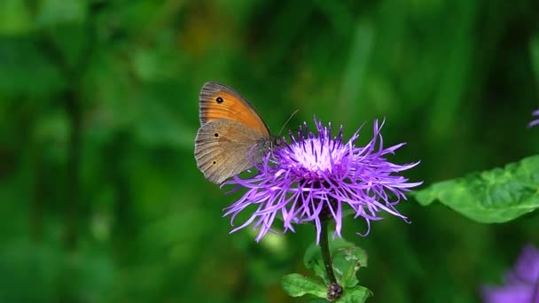 Schmetterling Sammelt Nektar Auf Einer Cyanusblüte Von Centaurea Zeitlupe — Stockvideo