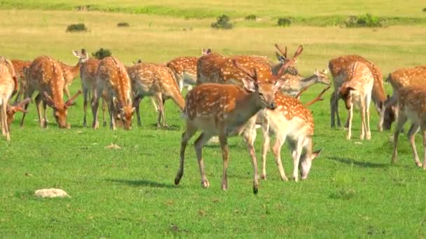 Eine Herde Hirsche Bewegt Sich Durch Eine Grüne Wiese Freier — Stockvideo