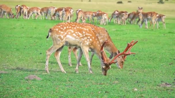 Geyik Vahşi Doğada Yeşil Bir Çayırda Otlar Yavaş Çekim — Stok video