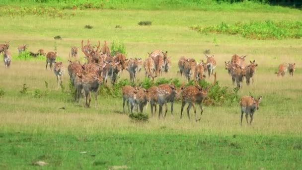 一群鹿在荒野中穿过一片绿色的草地 — 图库视频影像