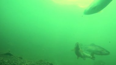 Alabalık suyun derinliklerinde yüzer..