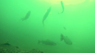 Alabalık suyun derinliklerinde yüzer..