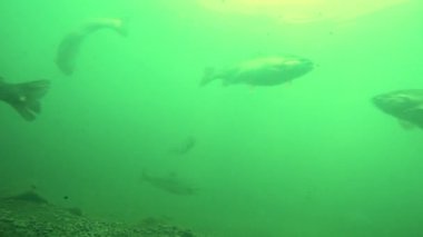 Alabalık suyun derinliklerinde yüzer..