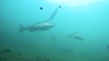 Büyük alabalıklar suda yüzer..