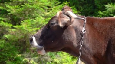 Sinekler yazın inek kovalarlar, rahat vermezler. yavaş çekim