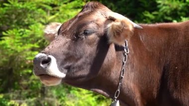 Sinekler yazın inek kovalarlar, rahat vermezler. yavaş çekim