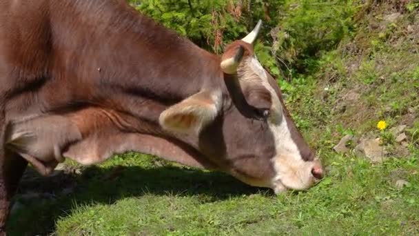 Die Kuh Frisst Gras Wald Zeitlupe — Stockvideo