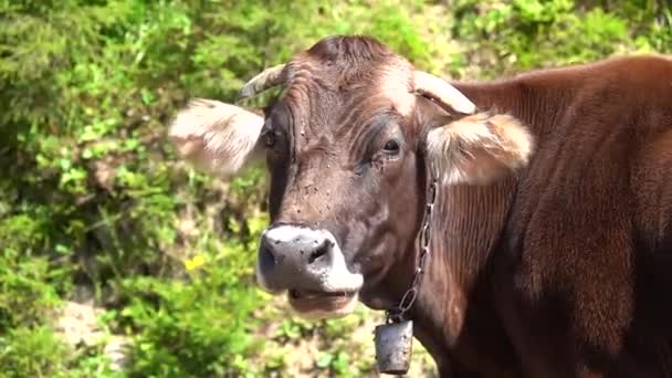 苍蝇在夏天追奶牛 让它们不能休息 慢动作 — 图库视频影像