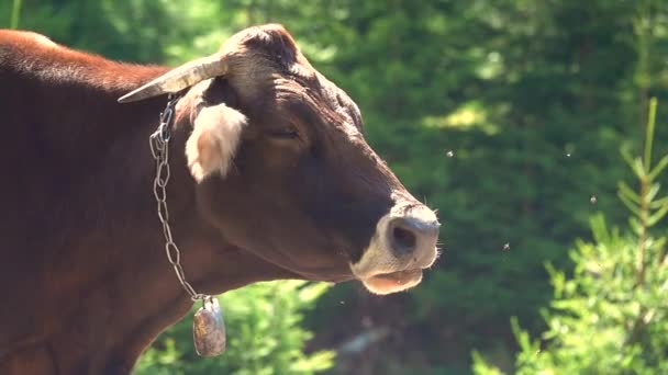 Moscas Perseguem Vacas Verão Não Lhes Dão Descanso Câmara Lenta — Vídeo de Stock