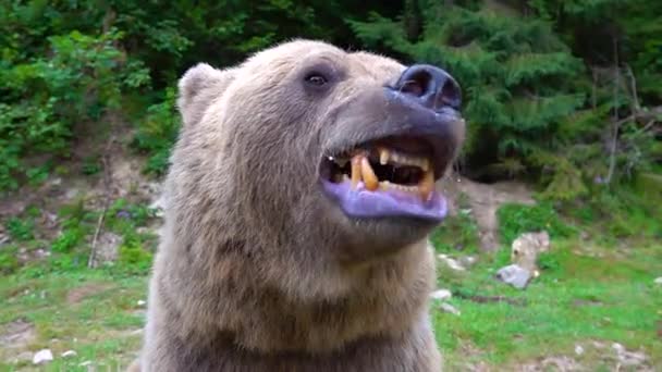 Niedźwiedź Przygotowuje Się Ataku Pokazuje Szczękę Zębami Jest Gotowy Ataku — Wideo stockowe