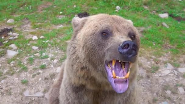 Oso Prepara Para Atacar Muestra Mandíbula Con Dientes Está Listo — Vídeo de stock