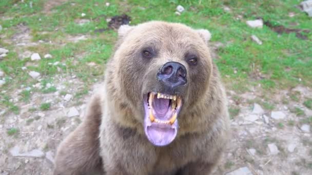 Oso Prepara Para Atacar Muestra Mandíbula Con Dientes Está Listo — Vídeo de stock