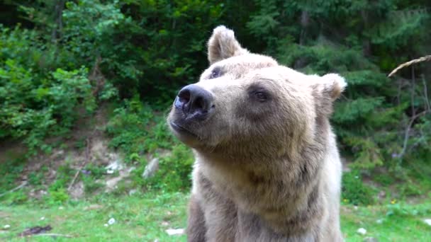 熊は攻撃の準備ができて歯で顎を示し 攻撃する準備ができています スローモーション — ストック動画