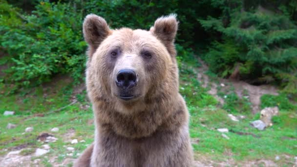 Björnen Vänder Huvudet Och Tittar Kameran Den Vilda Skogen Slow — Stockvideo