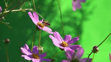 Pençelerinde nektar olan bir arı bir çiçeğin üzerinde oturur. Ağır çekim. yeşil ekran.               