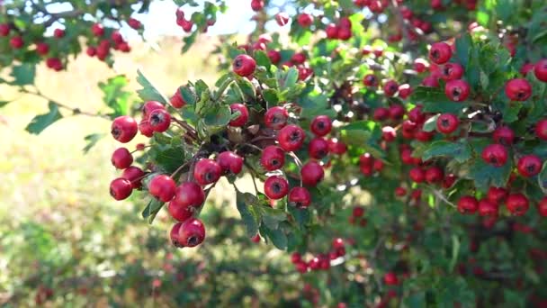 Ripe Hawthorn Swaying Wind Slow Motion — Stock Video