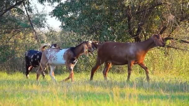 Herd Anglo Nubian Goats Walking Field Slow Motion — Stock Video