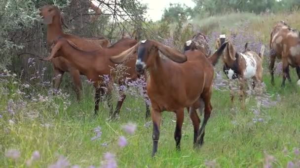 Anglo Nubia Cabra Femalemoves Lentamente Través Del Campo Cámara Lenta — Vídeos de Stock