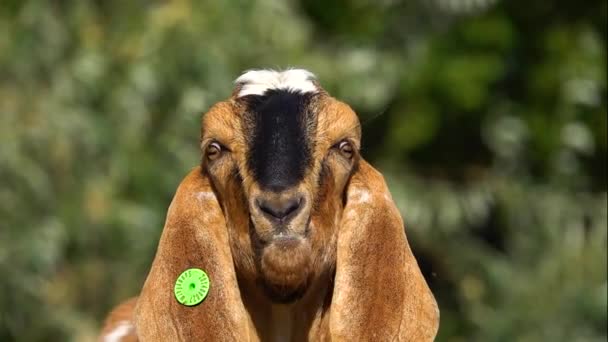 Anglo Nubian Goat Femmina Sta Mangiando Sbavando Dal Piacere Mangiare — Video Stock