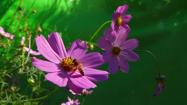 蜜蜂的爪子上有花蜜 它坐在花朵上 慢动作 绿色屏幕 — 图库视频影像