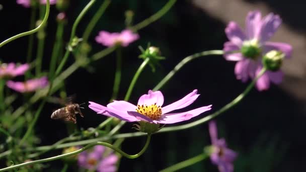 Una Abeja Sienta Sobre Una Flor Kosmeya Sobre Fondo Negro — Vídeo de stock