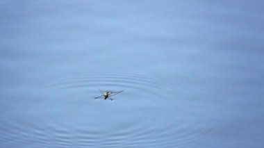 Su yüzeyinde su yürüyüşçüleri, tahtakurusu, su yürüyücüsü. yavaş çekim