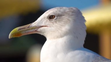 Deniz kıyısındaki bir martının portresi. yavaş çekim