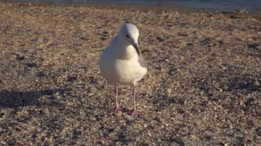 Martı deniz kıyısında yürür. yavaş çekim