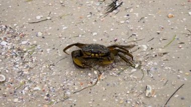 Deniz kıyısında yengeç suya kaçar.