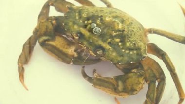 Yengeç su altında nefes alır, hava kabarcıkları üfler. yavaş çekim