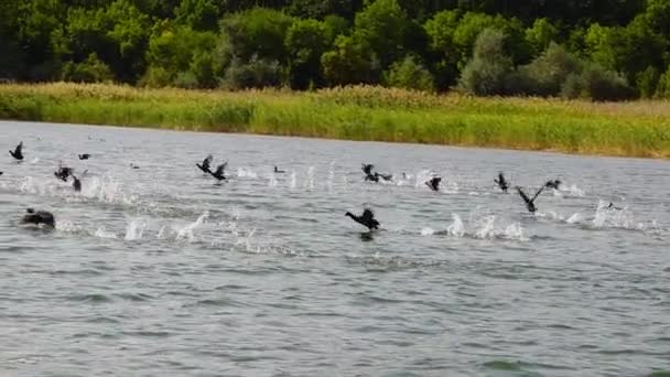 Patos Fugitivos Perto Superfície Água Câmera Lenta — Vídeo de Stock