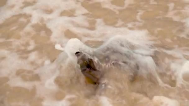 Crab Covered Large Sea Wave Slow Motion — Vídeo de stock