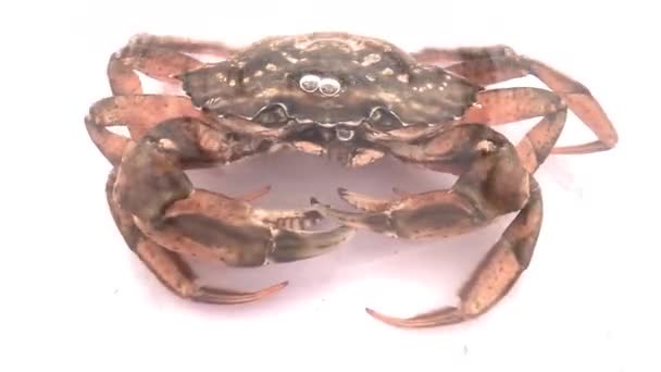 Cangrejo Respira Bajo Agua Sopla Burbujas Aire Cámara Lenta — Vídeo de stock