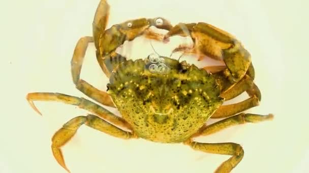 Crab Respiră Sub Apă Suflă Bule Aer Mișcare Lentă — Videoclip de stoc