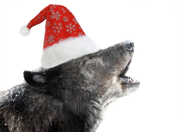 2020 Год Воющий Канадский Чёрный Волк Шляпе Санта Клауса Белом — стоковое фото