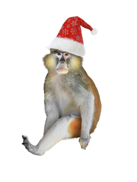 Opice Santa Claus Klobouk Izolované Bílém Pozadí — Stock fotografie