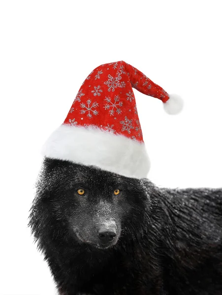 Preto Canadense Lobo Santa Claus Chapéu Isolado Fundo Branco — Fotografia de Stock