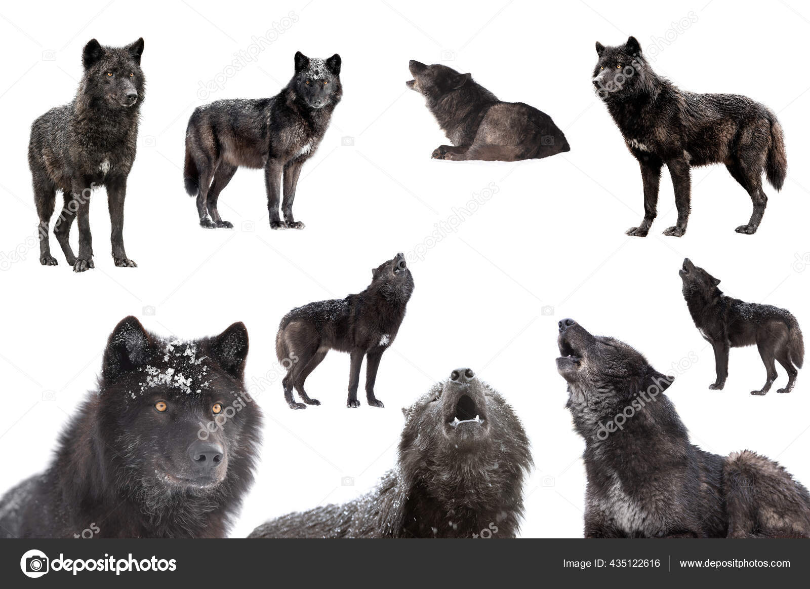 Howling wolf icon Stockfotos, lizenzfreie Howling wolf icon Bilder |  DepositPhotos, image size:1600x1163