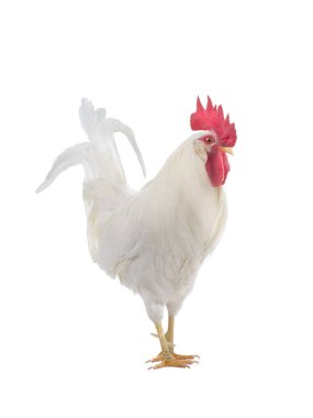 Yürüyen horoz beyaz arkaplanda izole