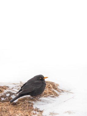 Karatavuk, soğuk havada beyaz arka planda karda oturur.