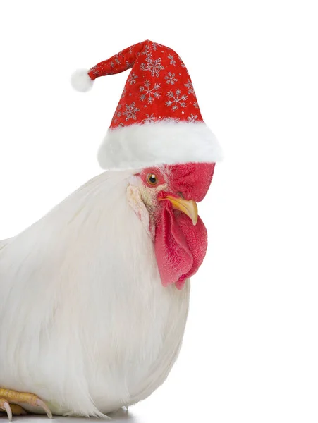 用白色背景隔离的圣爪帽中的公鸡 — 图库照片