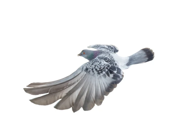 Beautiful Gray Dove Flight Spread Wings Isolated White Background — Stock Photo, Image